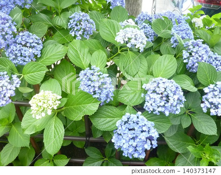 Hydrangea Hydrangea 140373147
