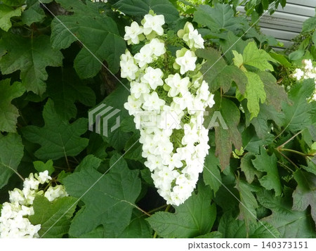 Hydrangea Hydrangea 140373151