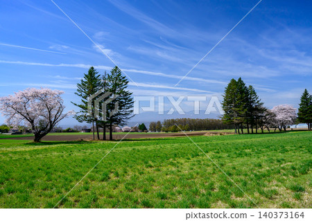 One cherry tree of a ranch One cherry tree of a ranch 140373164