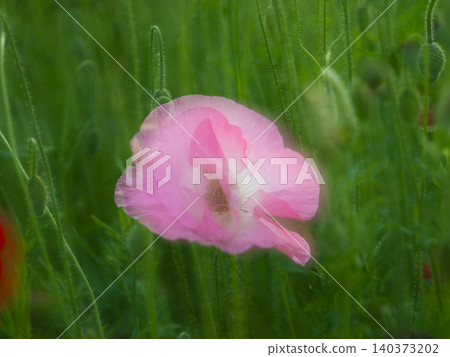 Pink hinagishi Pink hinagishi 140373202