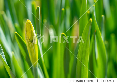 春芽 春芽 140373203