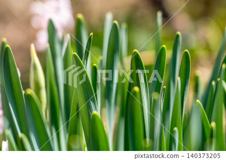 Spring bud Spring bud 140373205