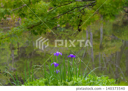 初夏時節,日本花園裡鳶尾花盛開,美不勝收;雨後景色也十分迷人。 初夏時節,日本花園裡鳶尾花盛開,美不勝收;雨後景色也十分迷人。 140373540