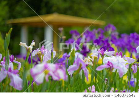 Irises blooming beautifully in a Japanese garden in early summer, and the scene after the rain. Irises blooming beautifully in a Japanese garden in early summer, and the scene after the rain. 140373542