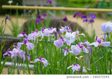 Irises blooming beautifully in a Japanese garden in early summer, and the scene after the rain. 140373545
