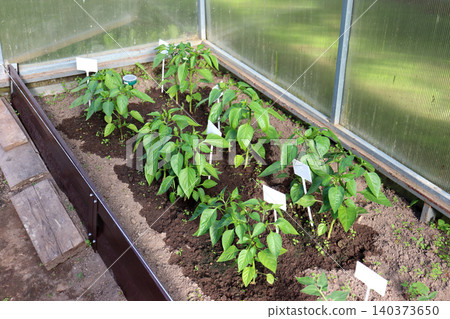 A bed of young pepper plants in a greenhouse A bed of young pepper plants in a greenhouse 140373650