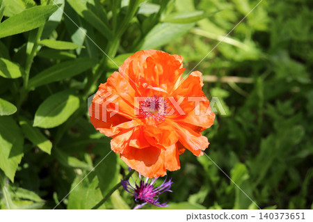 A bright orange poppy flower on a sunny summer day A bright orange poppy flower on a sunny summer day 140373651