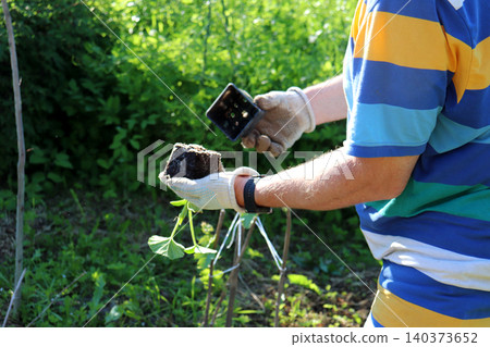 A man holds an upside-down pumpkin seedling with a root ball, removed from a plastic container 140373652