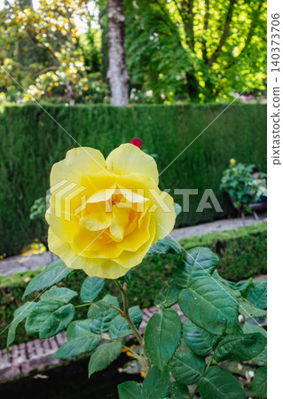 Roses in the rose garden of the Alhambra Palace in Granada, Spain Roses in the rose garden of the Alhambra Palace in Granada, Spain 140373706