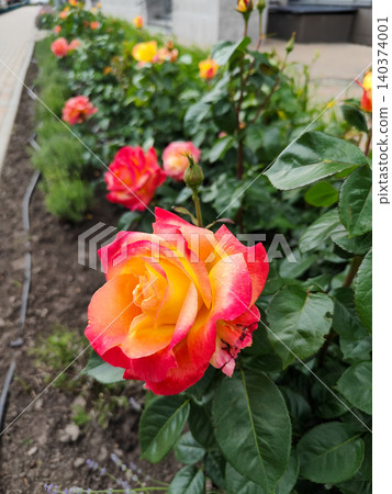 Beautiful Bicolor Red and Yellow Rose Blooming on Flowerbed in City Park Beautiful Bicolor Red and Yellow Rose Blooming on Flowerbed in City Park 140374001