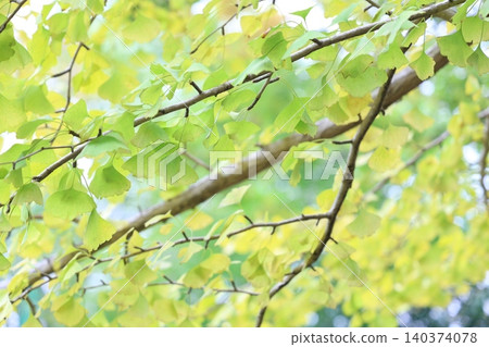 Ginkgo that has begun to color Ginkgo that has begun to color 140374078