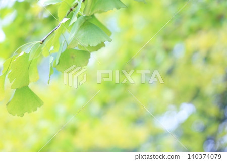 Ginkgo that has begun to color Ginkgo that has begun to color 140374079