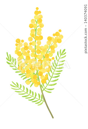 水彩風格的含羞草花插圖 140374091