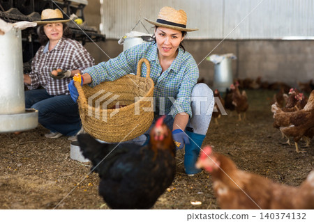 Kazakh woman feeds laying hens Kazakh woman feeds laying hens 140374132