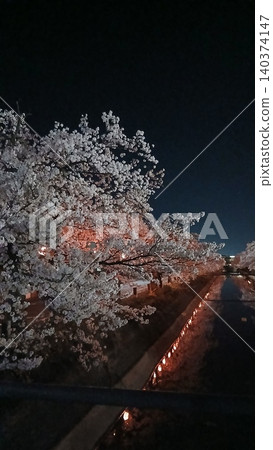 春天夜晚的櫻花燈火通明 春天夜晚的櫻花燈火通明 140374147