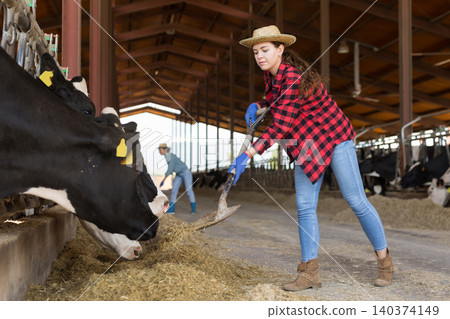 Farmer working in cowshed, engaged in breeding of milking holstein cows Farmer working in cowshed, engaged in breeding of milking holstein cows 140374149