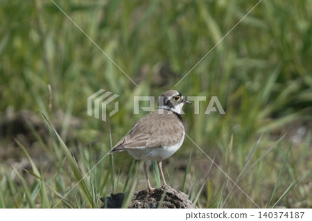 A little ringed plover surveying its surroundings from a rock. 140374187