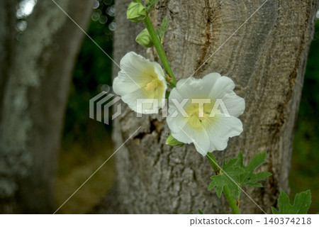 Closeup of white hollyhocks blossom in a public garden Closeup of white hollyhocks blossom in a public garden 140374218