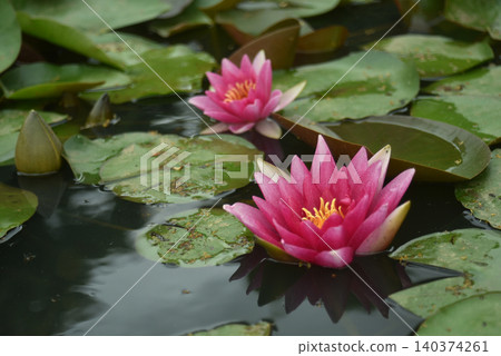 Closeup of pink water lilly floating on the water Closeup of pink water lilly floating on the water 140374261