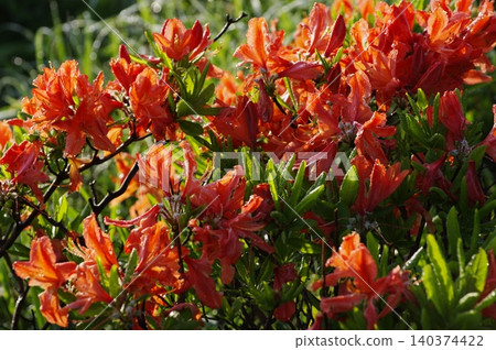 In early summer, the Takabocchi Plateau in Shiojiri City, Nagano Prefecture, becomes shrouded in mist when the morning chill sets in, creating a fantastical scene with the red blossoms of the Rhododendron molle. In early summer, the Takabocchi Plateau in Shiojiri City, Nagano Prefecture, becomes shrouded in mist when the morning chill sets in, creating a fantastical scene with the red blossoms of the Rhododendron molle. 140374422