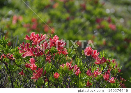 In early summer, the Takabocchi Plateau in Shiojiri City, Nagano Prefecture, becomes shrouded in mist when the morning chill sets in, creating a fantastical scene with the red blossoms of the Rhododendron molle. In early summer, the Takabocchi Plateau in Shiojiri City, Nagano Prefecture, becomes shrouded in mist when the morning chill sets in, creating a fantastical scene with the red blossoms of the Rhododendron molle. 140374446