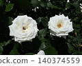 Two white roses nestled together 140374559