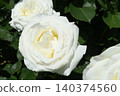 White roses in full bloom 140374560