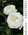 Two white roses blooming side by side 140374561