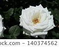 A close-up of a white rose with beautiful pure white petals. 140374562