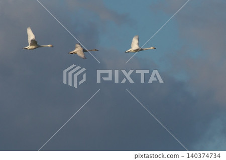 Swanning swans Swanning swans 140374734