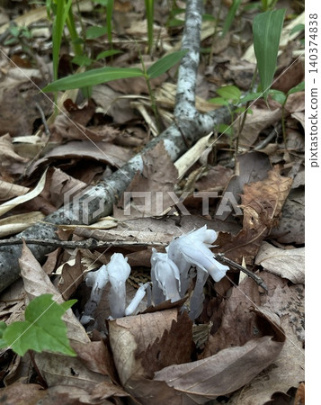 Monotropa uniflora appears in the forest in early summer. Monotropa uniflora appears in the forest in early summer. 140374838