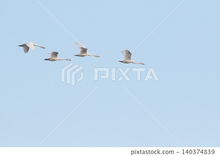 Swanning swans Swanning swans 140374839