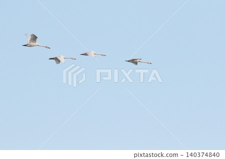 Swanning swans Swanning swans 140374840