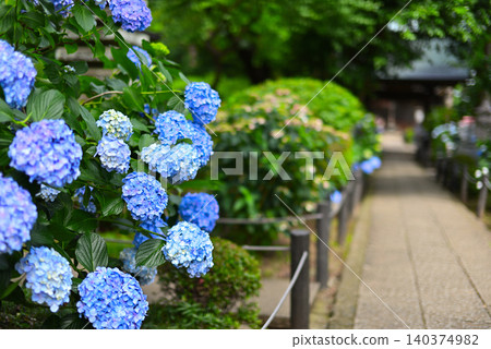 Hydrangea in Myorakuji Hydrangea in Myorakuji 140374982