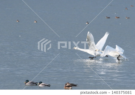 Swans resting by the water's edge Swans resting by the water's edge 140375081