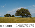 A tree grows on a grassy hill under a bright blue sky. The landscape is a clear, open space. 140375175