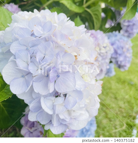 繡球花的配置文件 繡球花的配置文件 140375182
