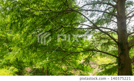 A lush green metasequoia forest bathed in dappled sunlight and surrounded by abundant natural scenery. A lush green metasequoia forest bathed in dappled sunlight and surrounded by abundant natural scenery. 140375221