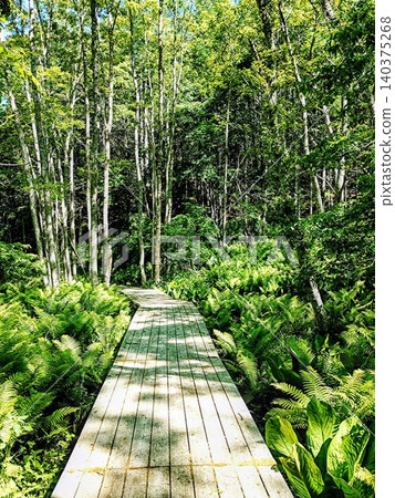 A boardwalk and ferns around Takkobu in the Kushiro Marsh, bathed in summer sunlight filtering through the trees. A boardwalk and ferns around Takkobu in the Kushiro Marsh, bathed in summer sunlight filtering through the trees. 140375268