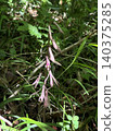 The Cypripedium macranthos, whose blossoms evoke the command strategies of Sengoku period warlords. The Cypripedium macranthos, whose blossoms evoke the command strategies of Sengoku period warlords. 140375285