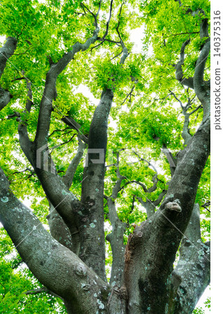 Large zelkova tree with many branches, Kashiwara City, Osaka Prefecture 140375316