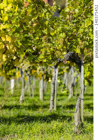 Ripe white grapes hanging in Austrian vineyard Ripe white grapes hanging in Austrian vineyard 140375452
