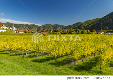 Wachau Valley autumn vineyards with Weisenkirchen village Wachau Valley autumn vineyards with Weisenkirchen village 140375453