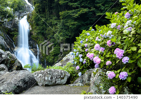 The Waterfall of Looking Back and Hydrangeas The Waterfall of Looking Back and Hydrangeas 140375490
