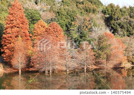 A submerged forest where the autumn leaves are reflected on the water's surface is beautiful. A submerged forest where the autumn leaves are reflected on the water's surface is beautiful. 140375494