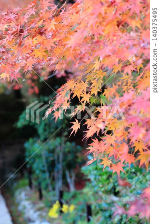 Beautiful gradation of autumn leaves Beautiful gradation of autumn leaves 140375495