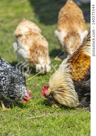 Chickens and rooster pecking grass in farm field Chickens and rooster pecking grass in farm field 140375544
