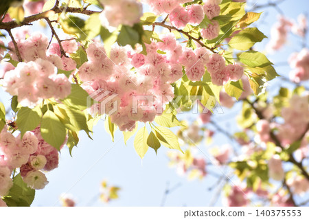漂亮的粉紅色重瓣櫻花 漂亮的粉紅色重瓣櫻花 140375553