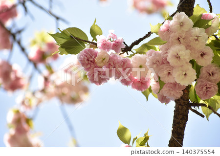 漂亮的粉紅色重瓣櫻花 漂亮的粉紅色重瓣櫻花 140375554