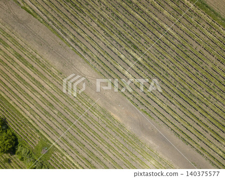 Aerial view showing patterns of vineyard rows in Bzenec Aerial view showing patterns of vineyard rows in Bzenec 140375577
